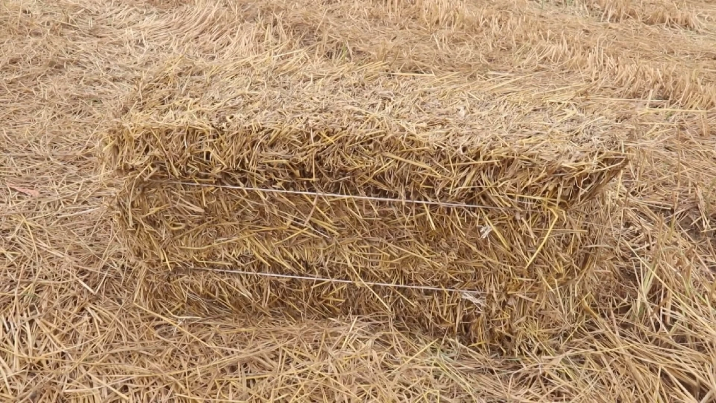 'ฟางข้าว' สร้างรายได้-ลดมลพิษในอากาศจากการเผา