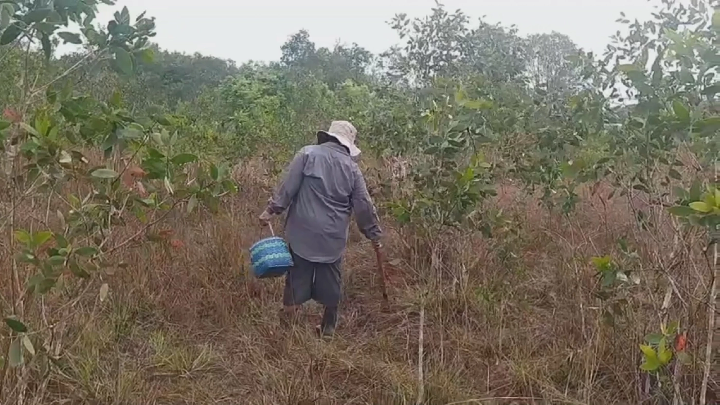 ชาวบ้านแห่เก็บ "เห็ดเหม็ด" รายได้พุ่งวันละ 1,000 บ.