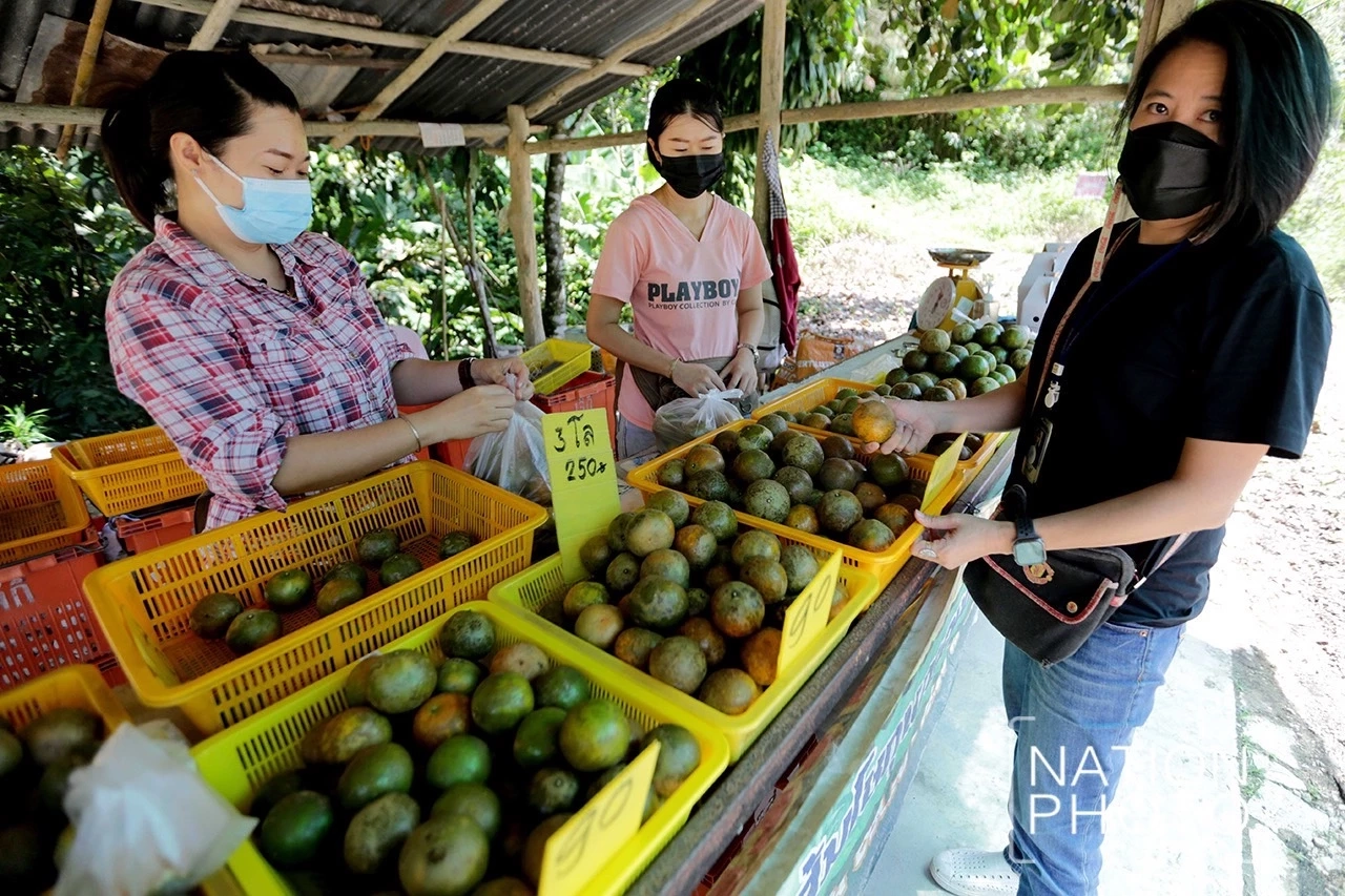 "ส้มโชกุนคู่เบตง" ความอร่อยอยู่ยั่งยืนยงฐานความมั่นคงให้เบตงยังโอเคเสมอ
