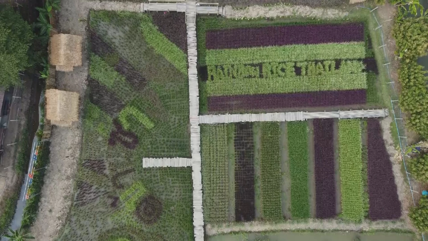 ปลูกข้าวหลากสีหวังใช้เป็นจุดเช็คอินแห่งใหม่