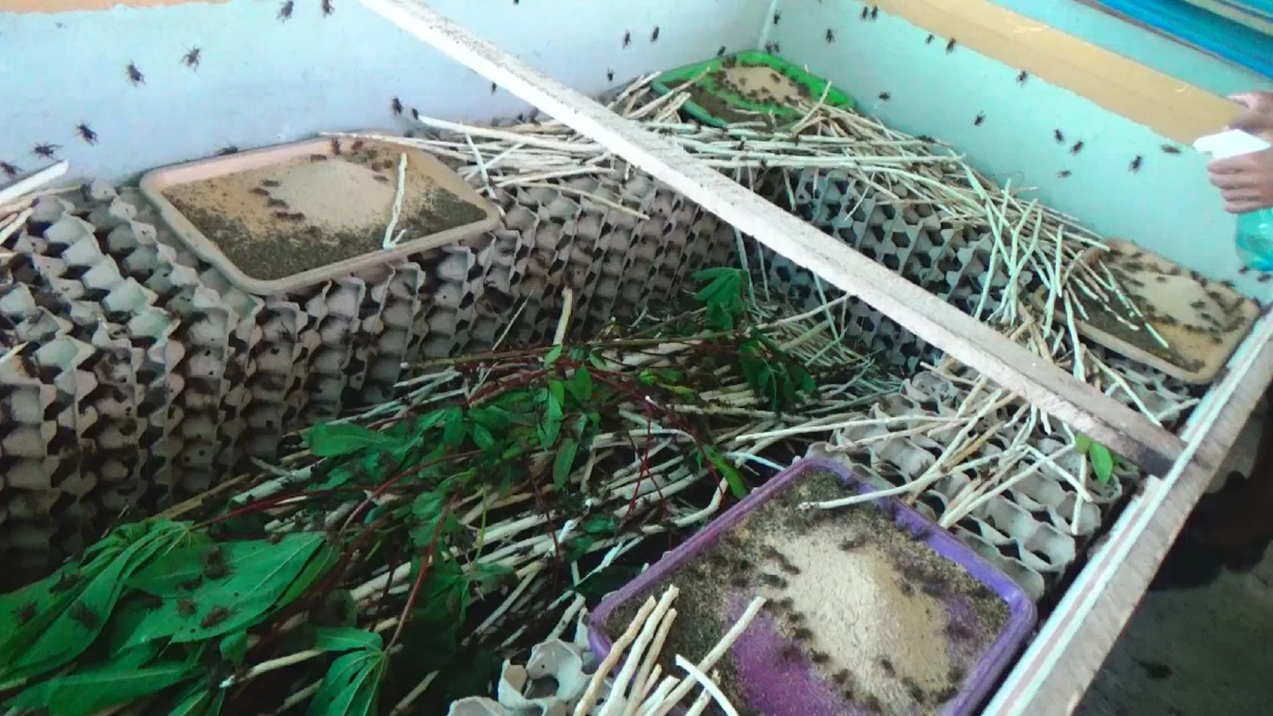 "จิ้งโกร่ง" แมลงเศรษฐกิจพลิกชีวิตชาวสวนยาง