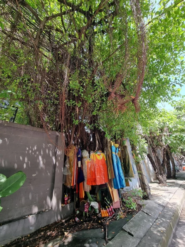 เบื่อแล้วชุดไทย เพจดังแชร์ภาพคนแห่ถวาย “ชุดโกโกวา” แก้บนเต็มต้นไทร