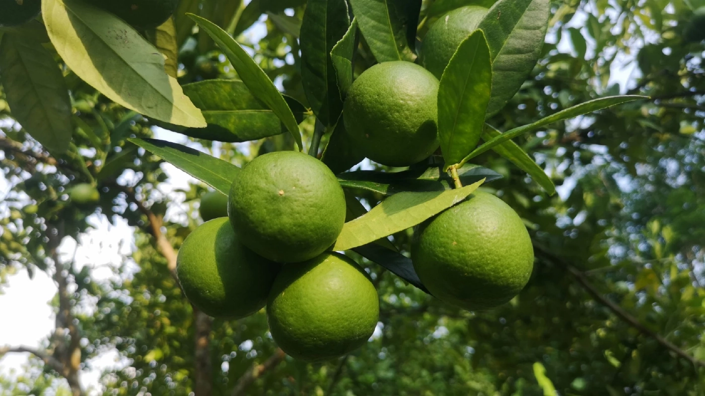 สวนมะนาวศรีทองคำ