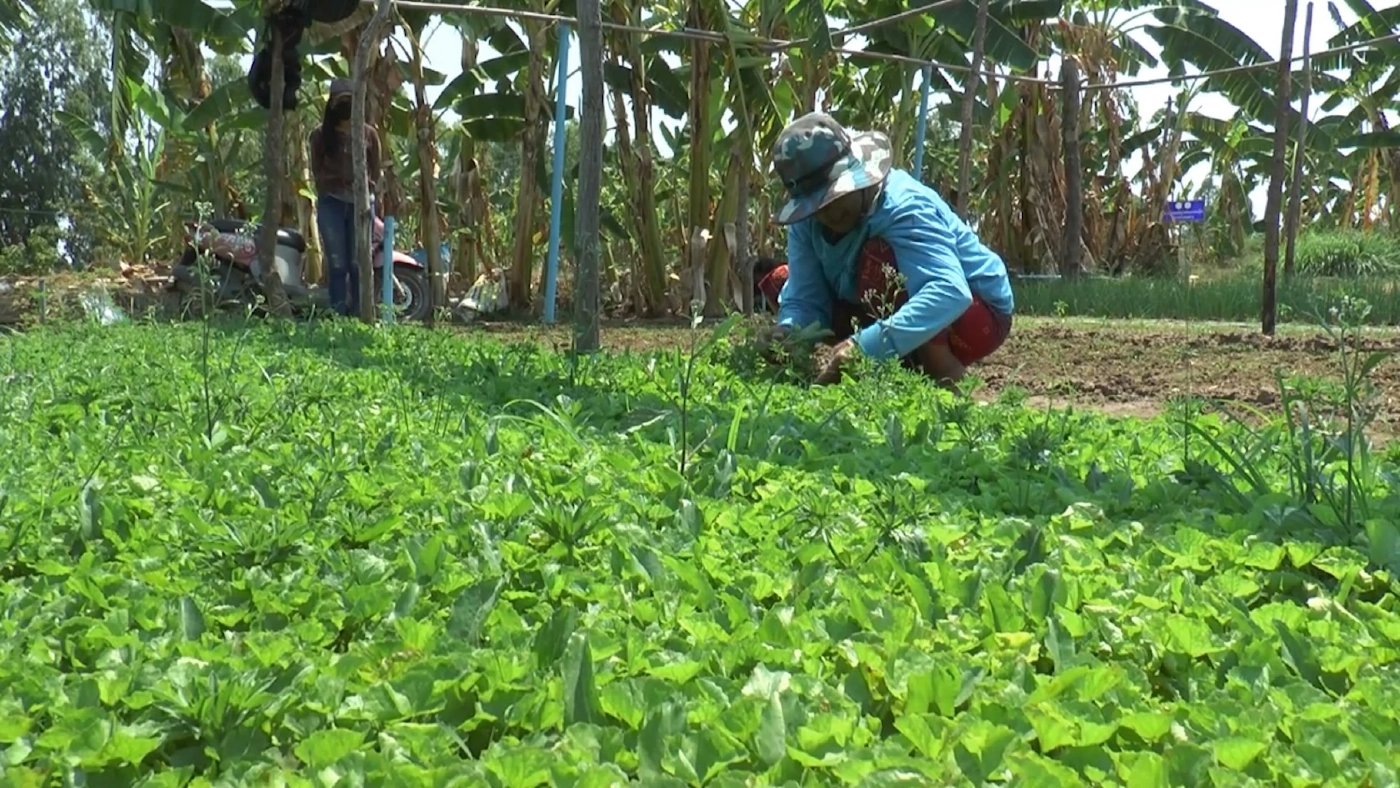 เกษตรกรปลูก 'ใบบัวบก' รับเงินเดือนละหมื่น!