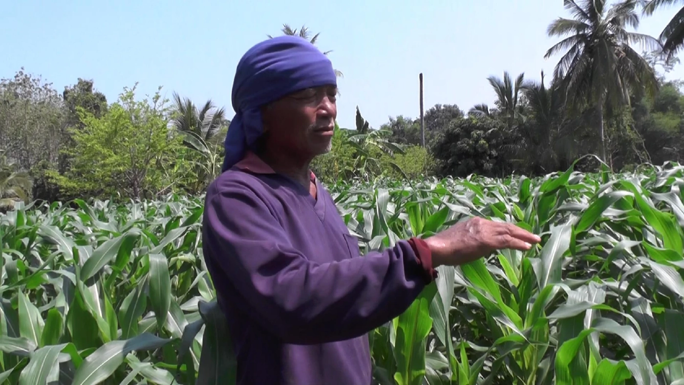 เกษตรกรโอดครวญราคาปุ๋ยเพิ่มขึ้นเท่าตัวสวนทางกับผลิต