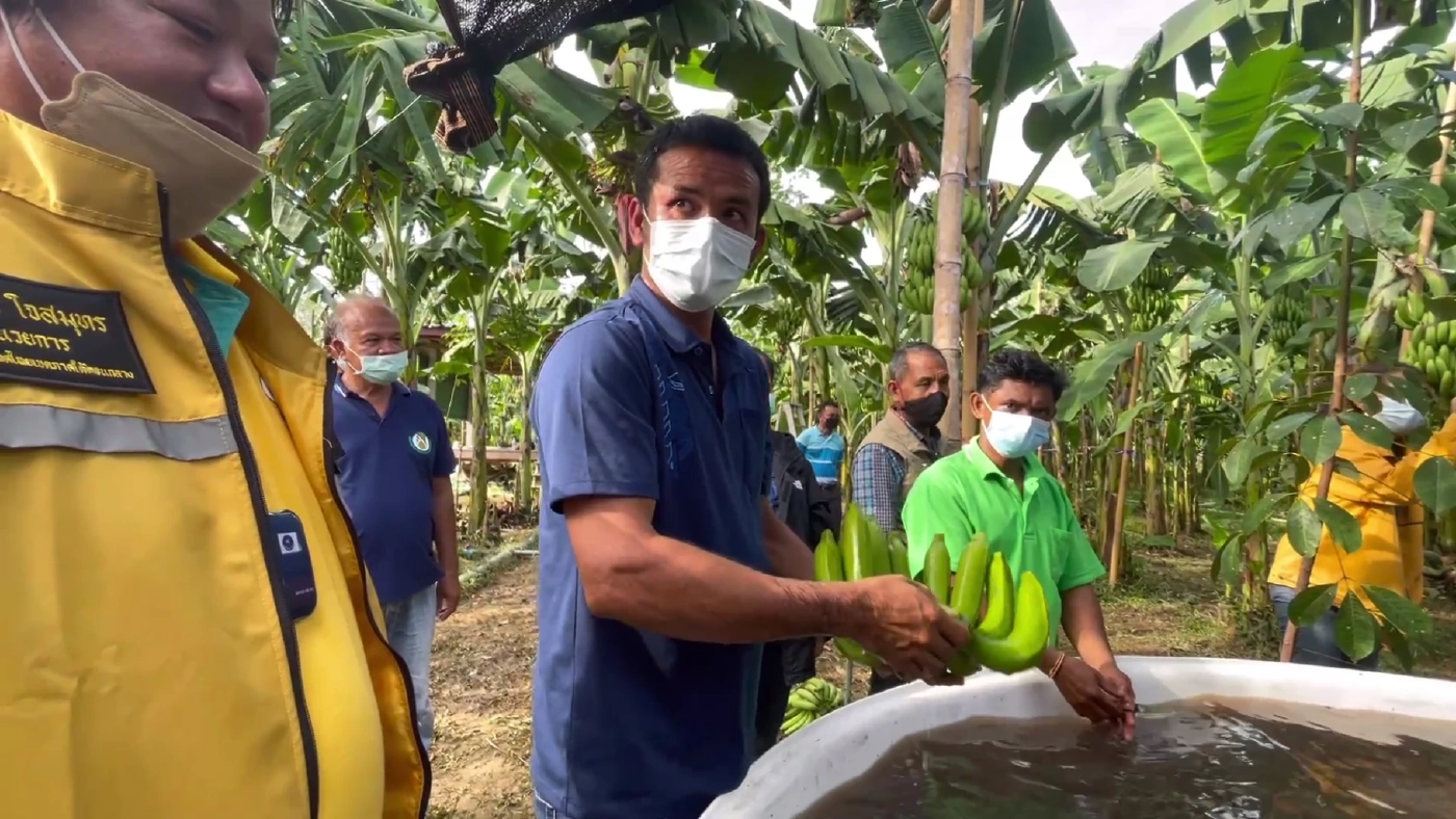 กล้วยหอมทอง