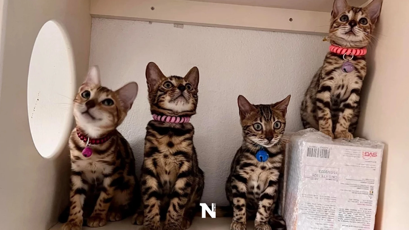 เร่งหาบ้านใหม่ให้น้องแมว 17 ชีวิต เผยเจ้าของป่วยหนัก-ระยะสุดท้าย