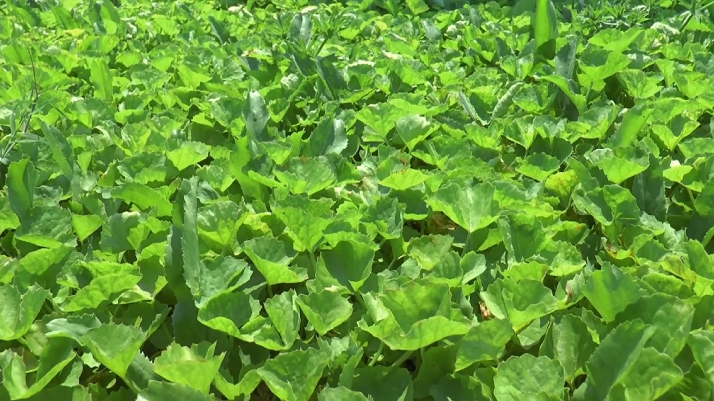 เกษตรกรปลูก 'ใบบัวบก' รับเงินเดือนละหมื่น!