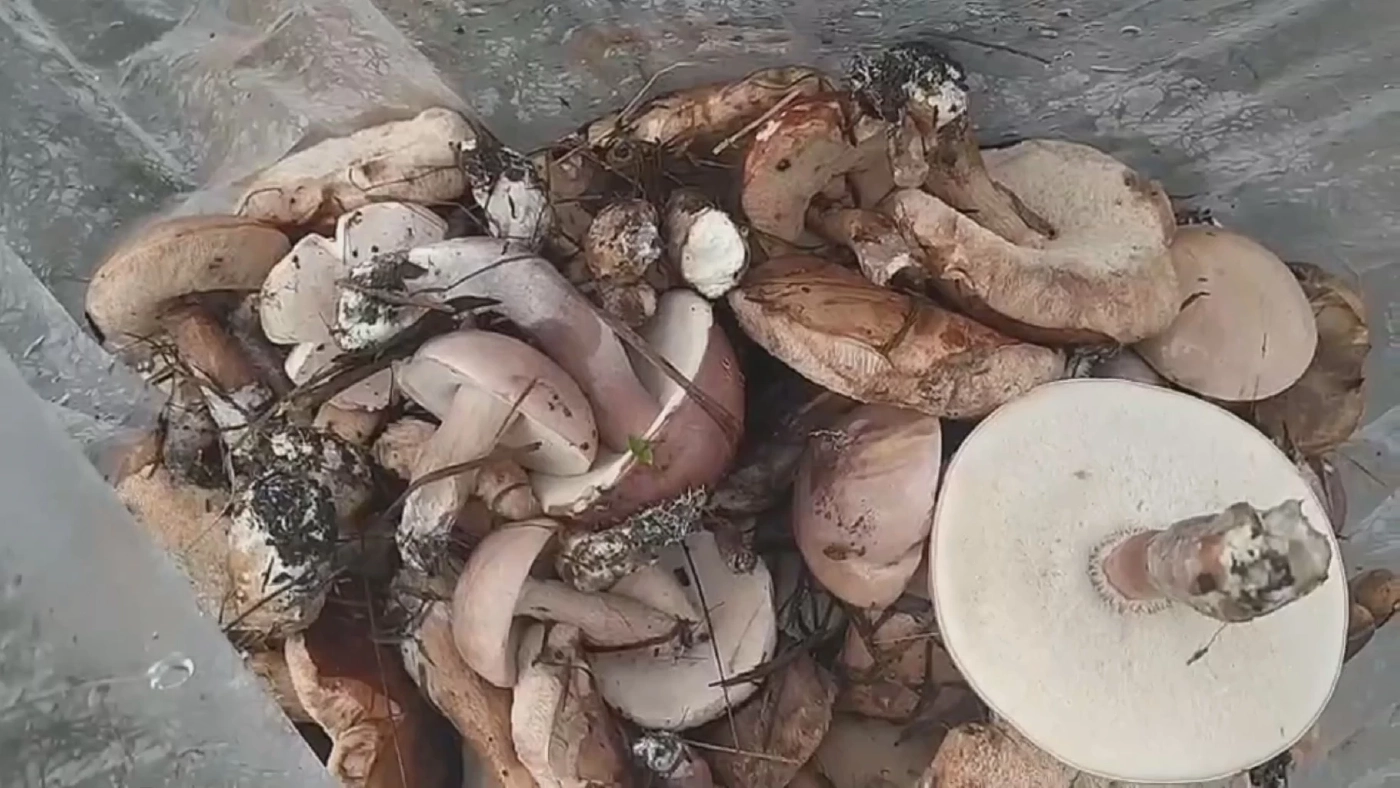 ชาวบ้านแห่เก็บ "เห็ดเหม็ด" รายได้พุ่งวันละ 1,000 บ.