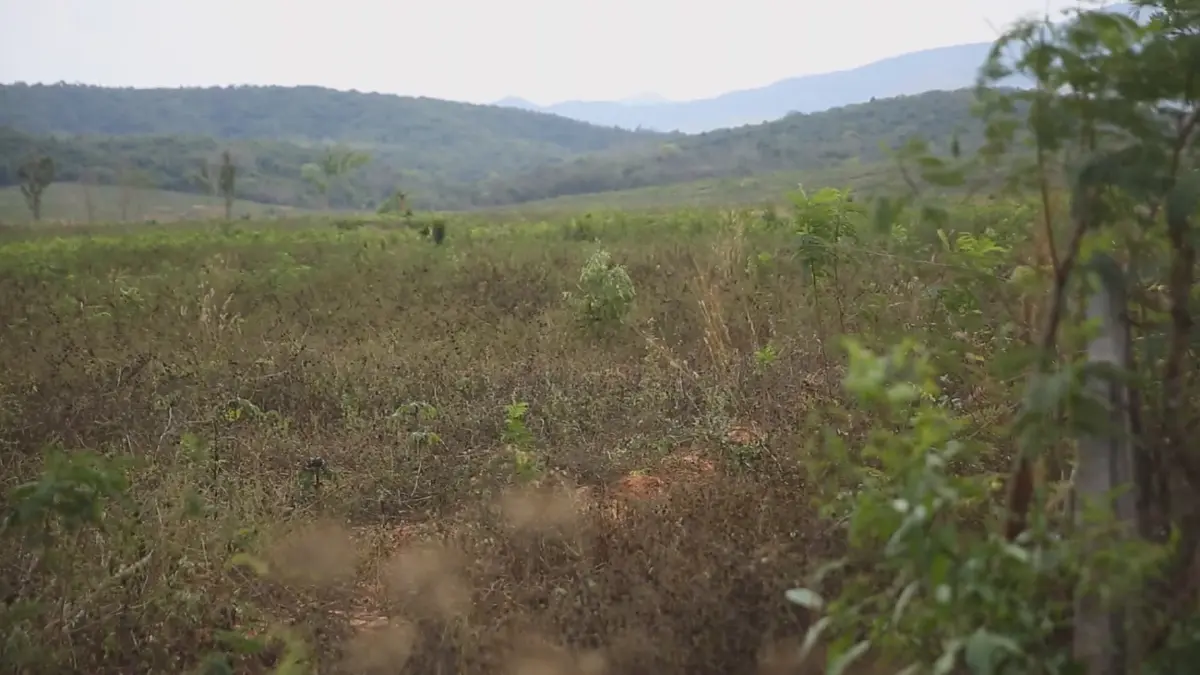 ย้อนคดีรุกป่าสวนผึ้งโยง"เจ้าพ่อโรงนวด" นอมินีรับผิดแทน?