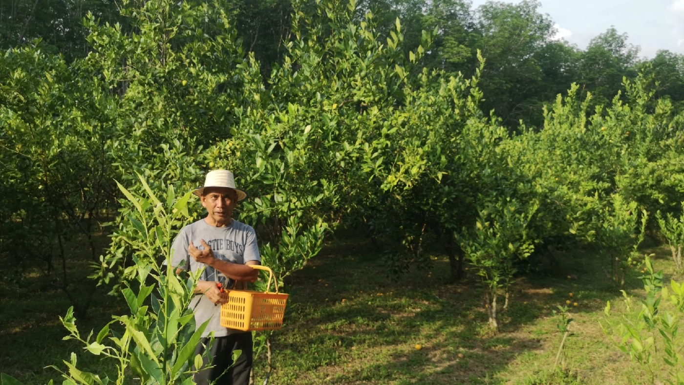 สวนมะนาวศรีทองคำ