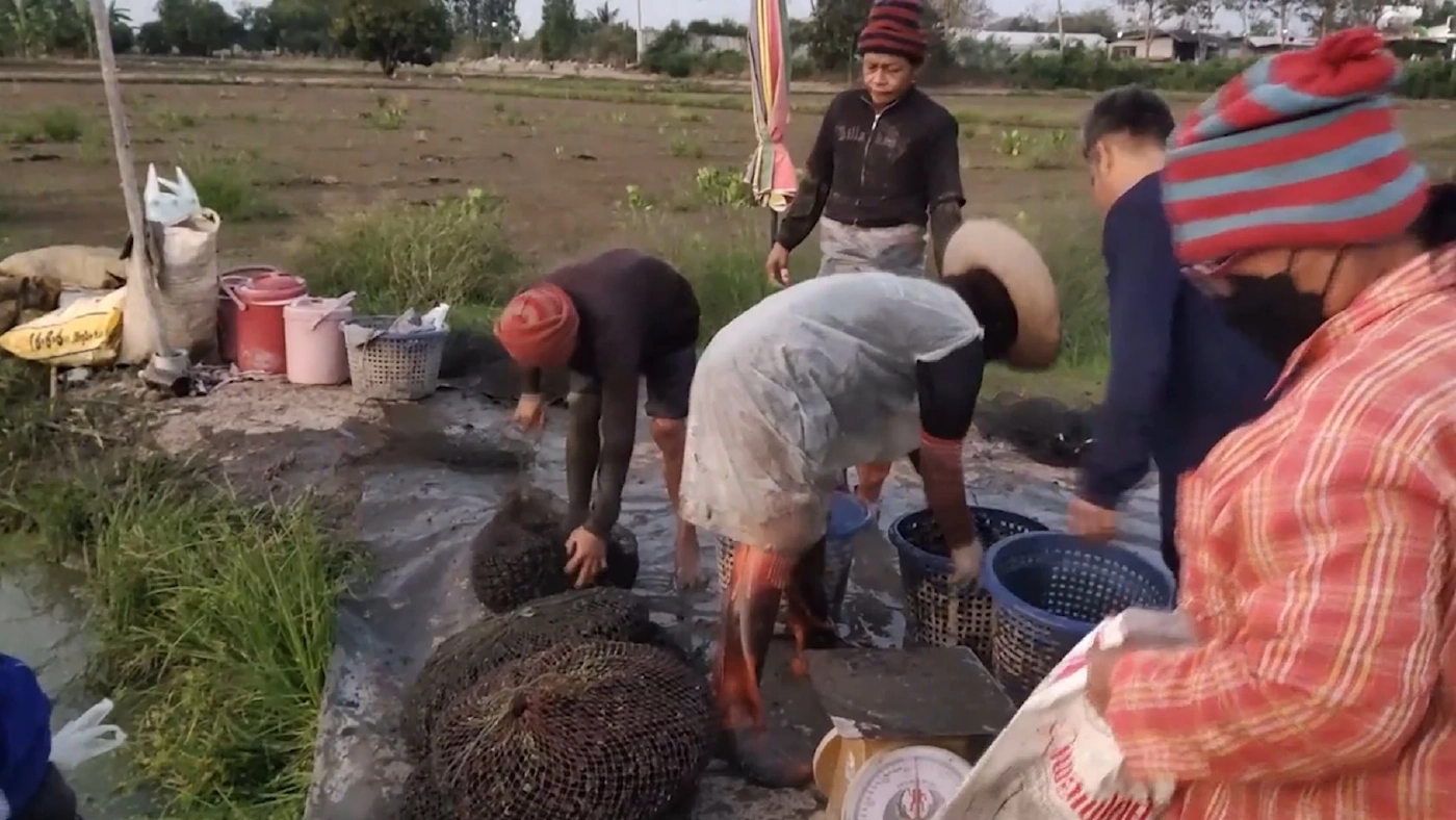 'นาแห้ว' ศรีประจันต์ แห่งเดียวของไทยทำเงิน 3 หมื่น/เดือน