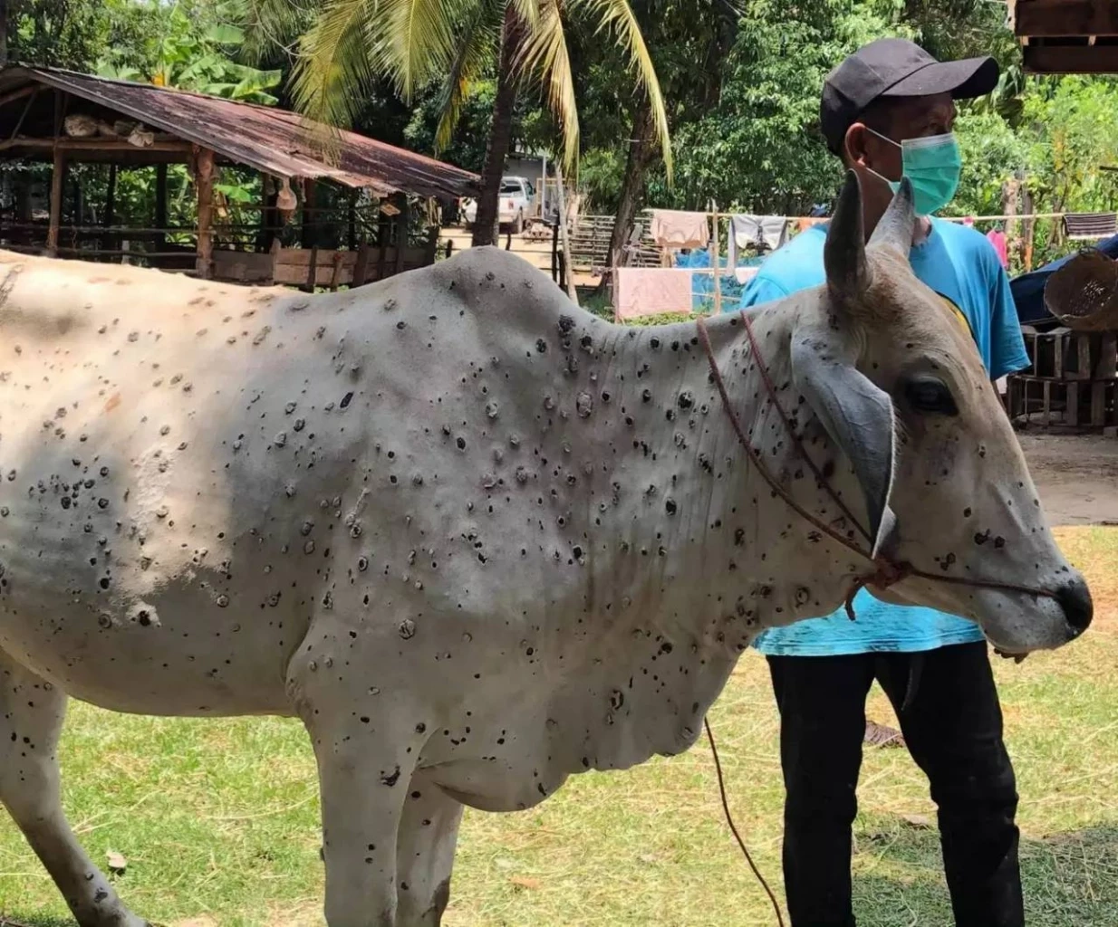 ด่วนโอนแล้ววันนี้ เงินเยียวยา"โรคลัมปี สกิน " เช็คเลยมาตรการช่วยเกษตรกร