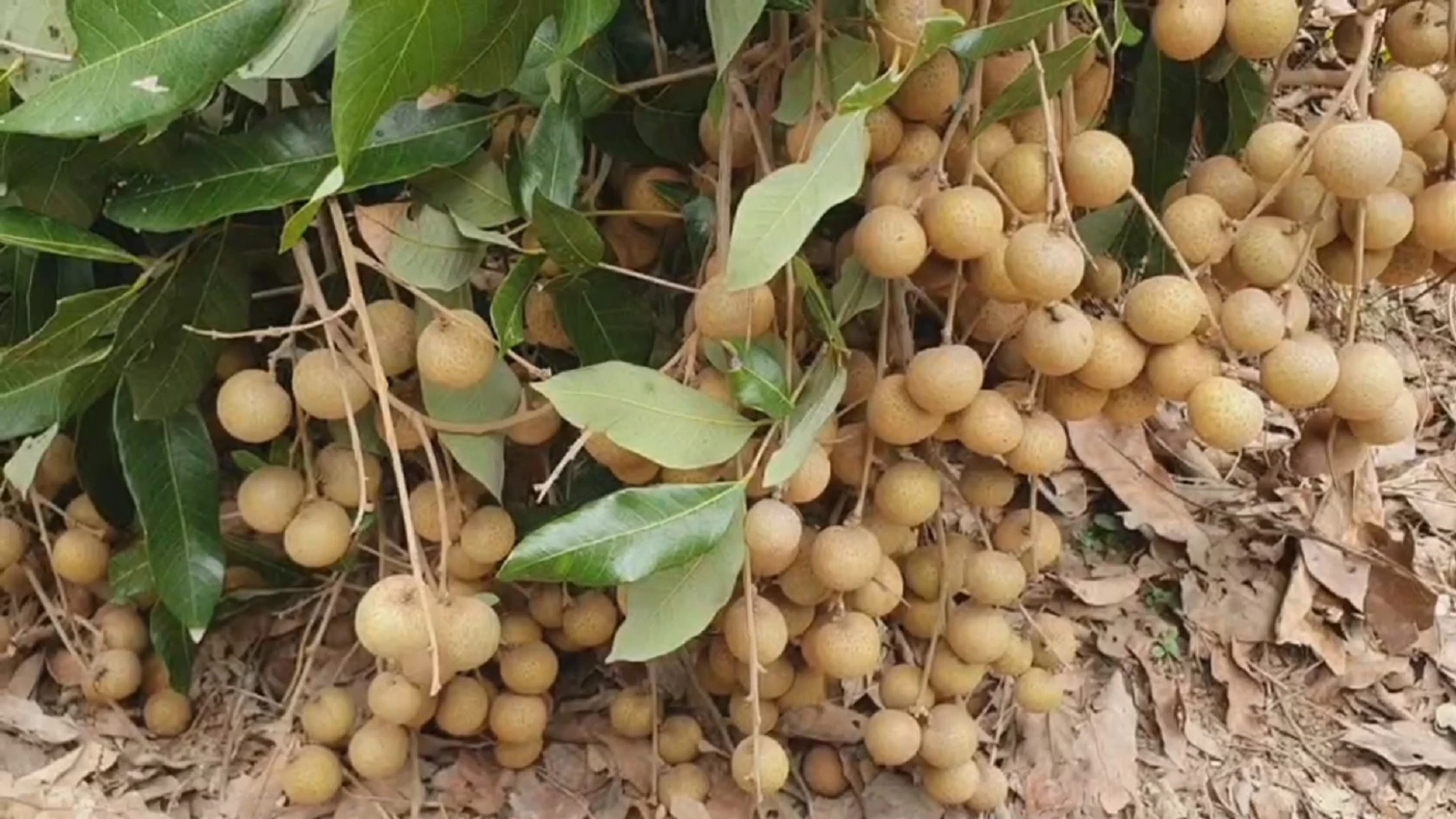 พ่อค้าโอดปุ๋ยแพงในรอบ20ปีกระทบยอดขาย