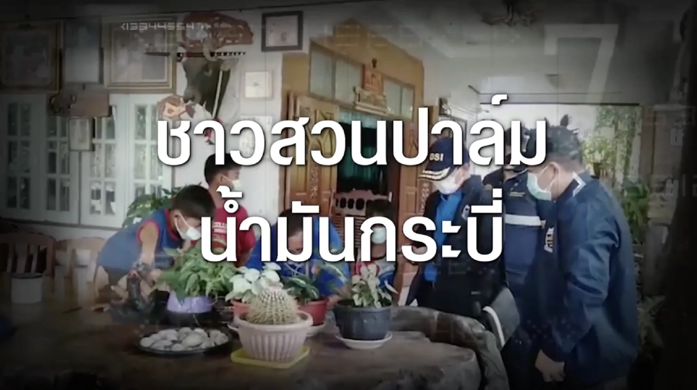 สืบสวนความจริง : ทุจริตชุมนุมสหกรณ์ชาวสวนปาล์มน้ำมันกระบี่