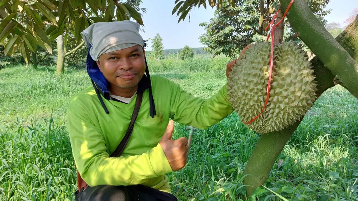 เกษตรกรเปลี่ยนไร่มันเป็นสวนทุเรียนส่งออกสร้างรายได้งาม