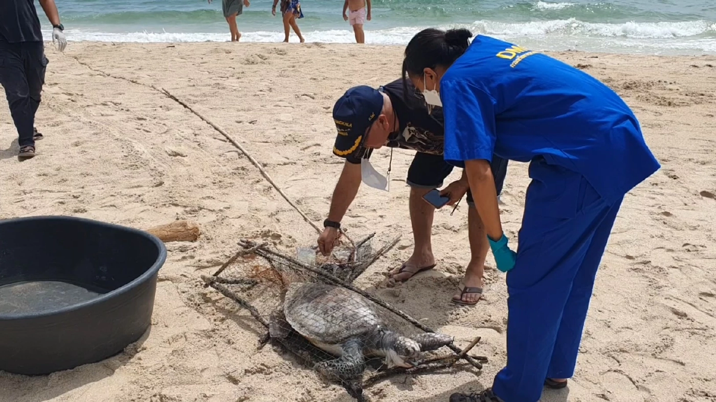 สลดพบซากเต่าตนุติดกับลอบหมึกชาวประมง ถูกคลื่นซัดเกยหาด