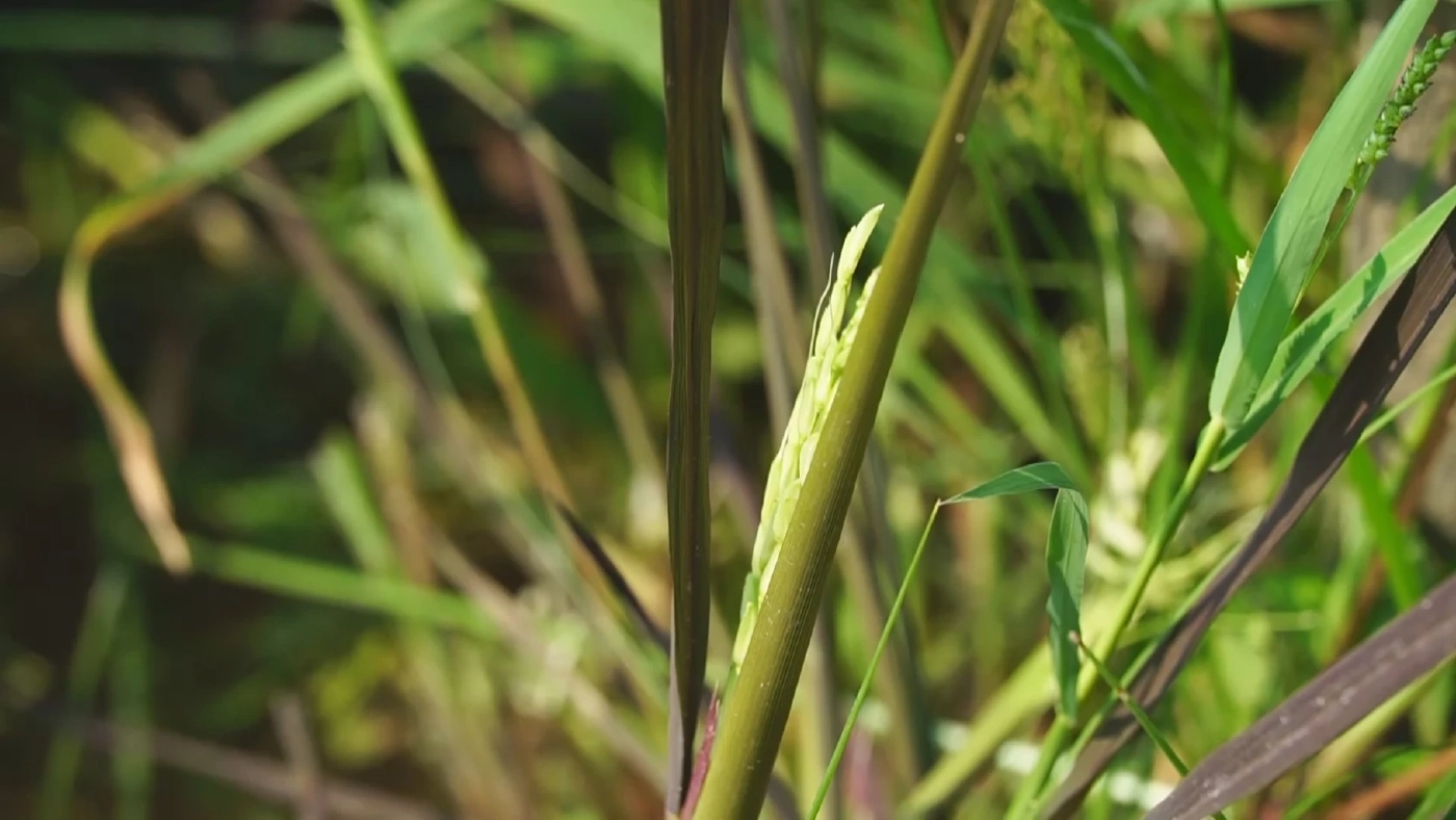 ปลูกข้าวหลากสีหวังใช้เป็นจุดเช็คอินแห่งใหม่