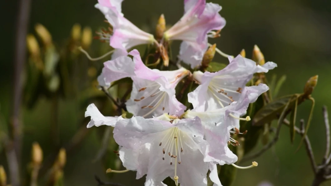 "ดอกกุหลาบขาว"บานสะพรั่งอวดโฉมนักท่องเที่ยว