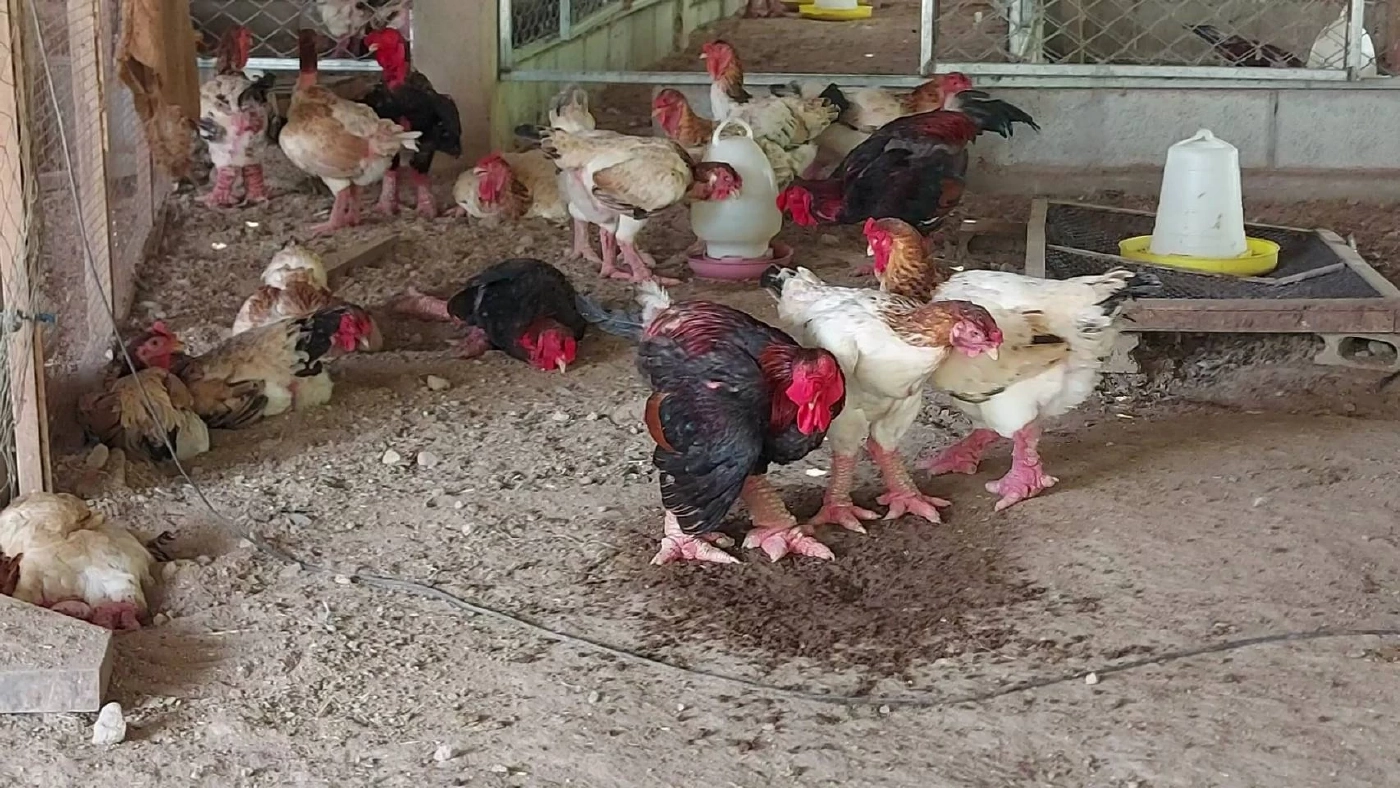 หนุ่มสุโขทัยเลี้ยงไก่สวยงามปลดหนี้ให้ครอบครัว