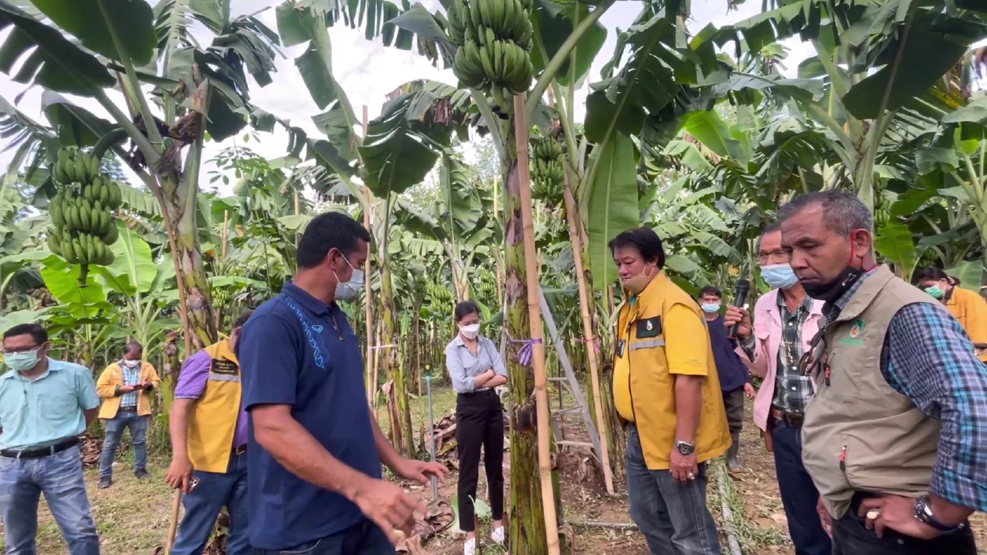 กยท.หนุนเกษตรกรปลูกกล้วยหอมทอง