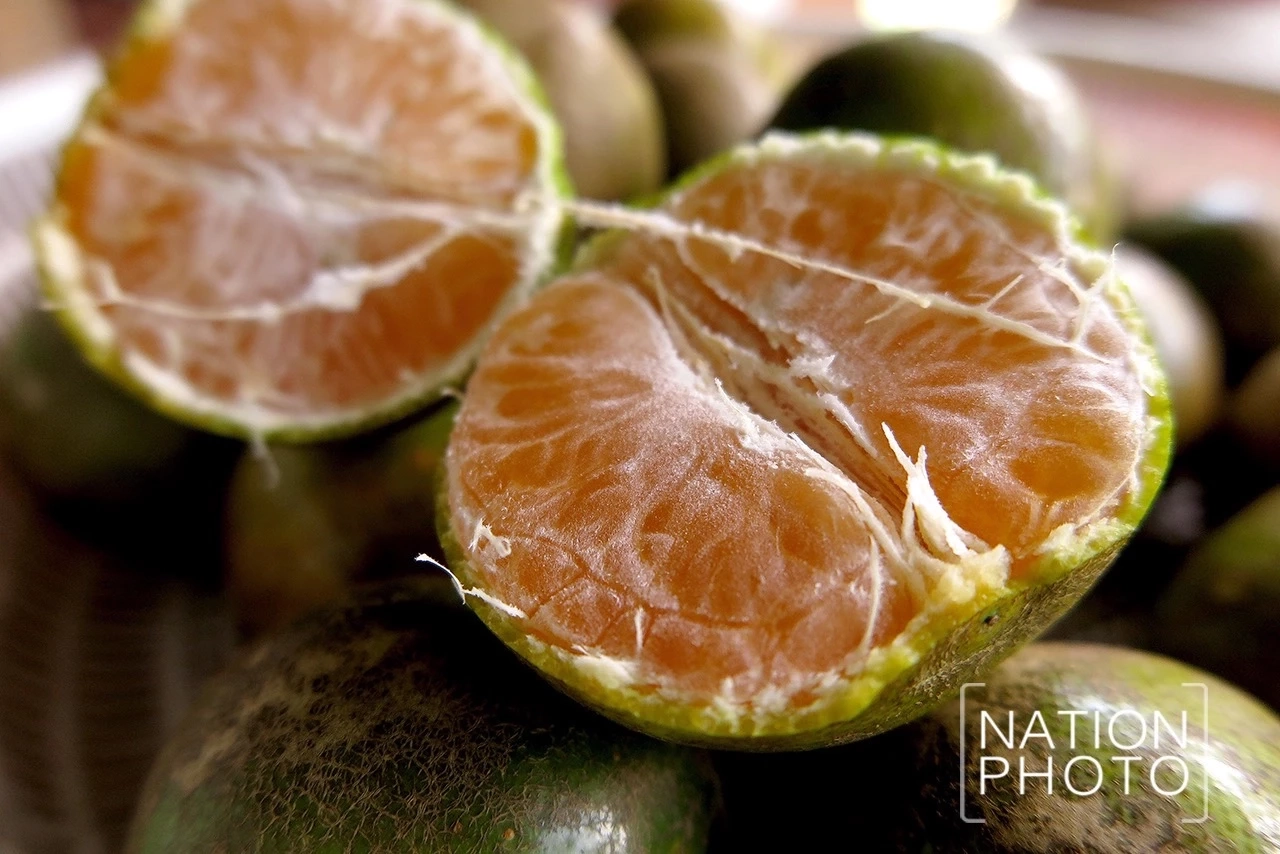 "ส้มโชกุนคู่เบตง" ความอร่อยอยู่ยั่งยืนยงฐานความมั่นคงให้เบตงยังโอเคเสมอ