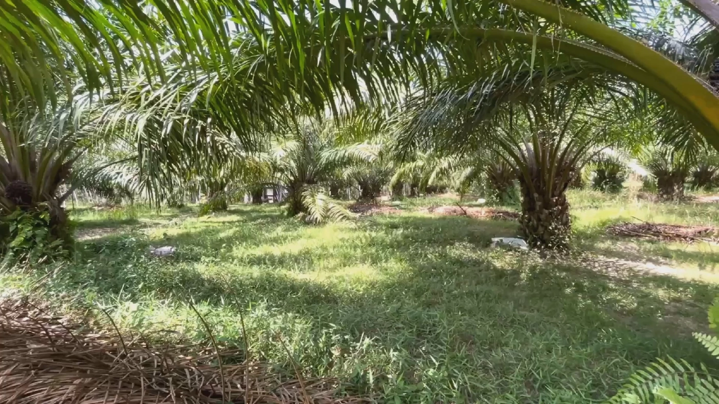 ชาวสวนปรับตัวสู้ปุ๋ยแพง ซื้อแม่ปุ๋ยผสมสูตรเอง