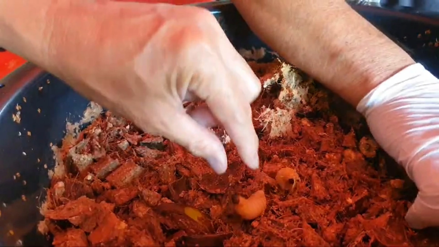 ชาวบ้านเฮ 'ด้วงมะพร้าว' ราคาพุ่ง 2 พันบาท/กิโลกรัม