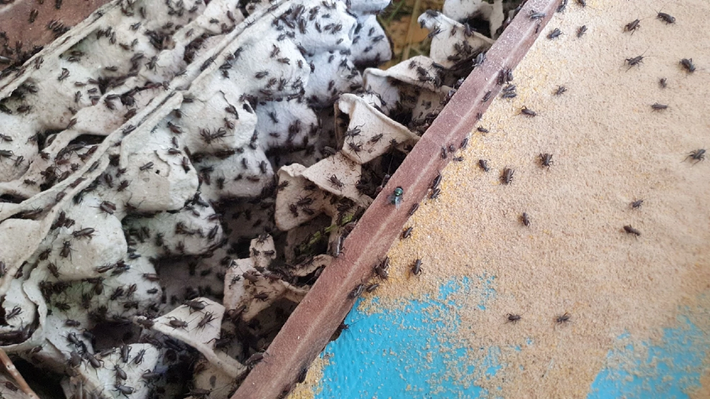 ชาวนาเลี้ยงจิ้งหรีดเป็นอาชีพเสริมสร้างรายได้เดือนละ1หมื่นบาท