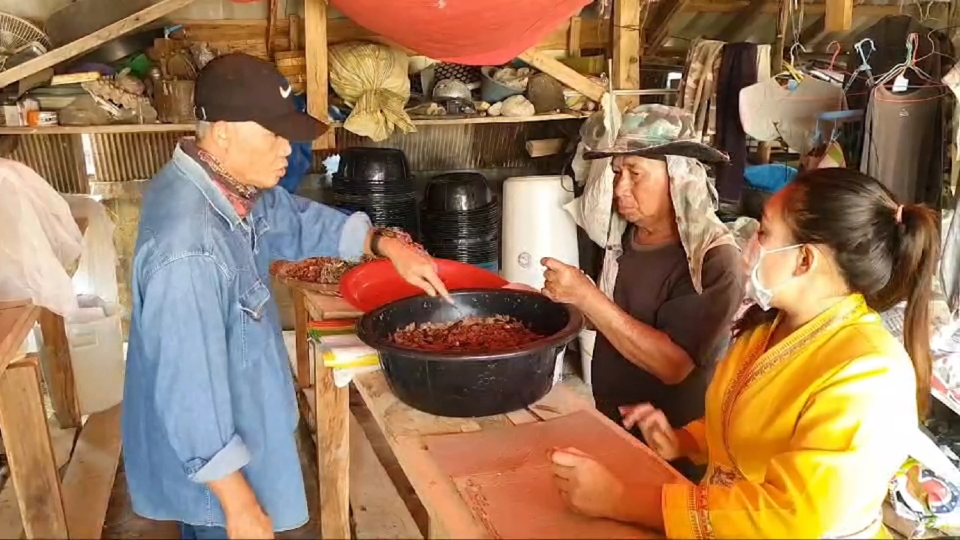 ชาวบ้านเฮ 'ด้วงมะพร้าว' ราคาพุ่ง 2 พันบาท/กิโลกรัม