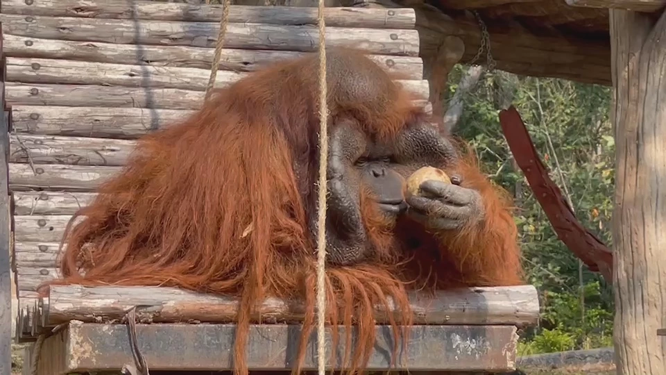 สวนสัตว์เชียงใหม่รับมือฤดูร้อนทำแนวกันไฟป่า