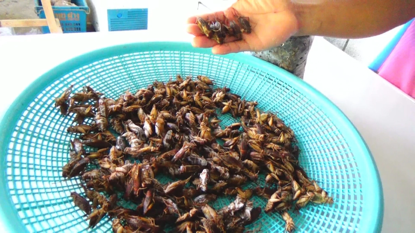 "จิ้งโกร่ง" แมลงเศรษฐกิจพลิกชีวิตชาวสวนยาง