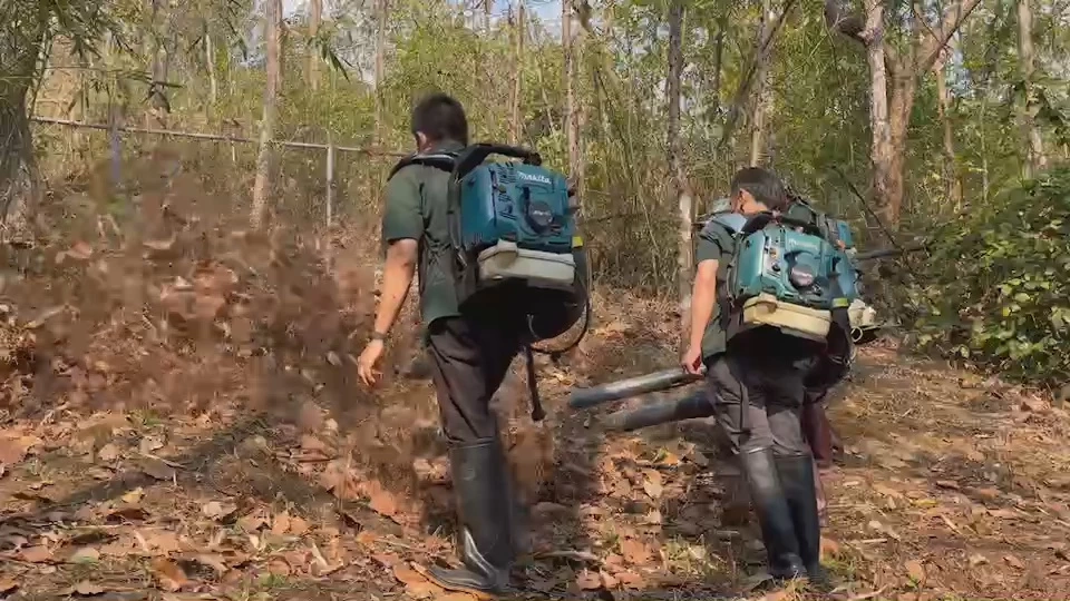 สวนสัตว์เชียงใหม่รับมือฤดูร้อนทำแนวกันไฟป่า