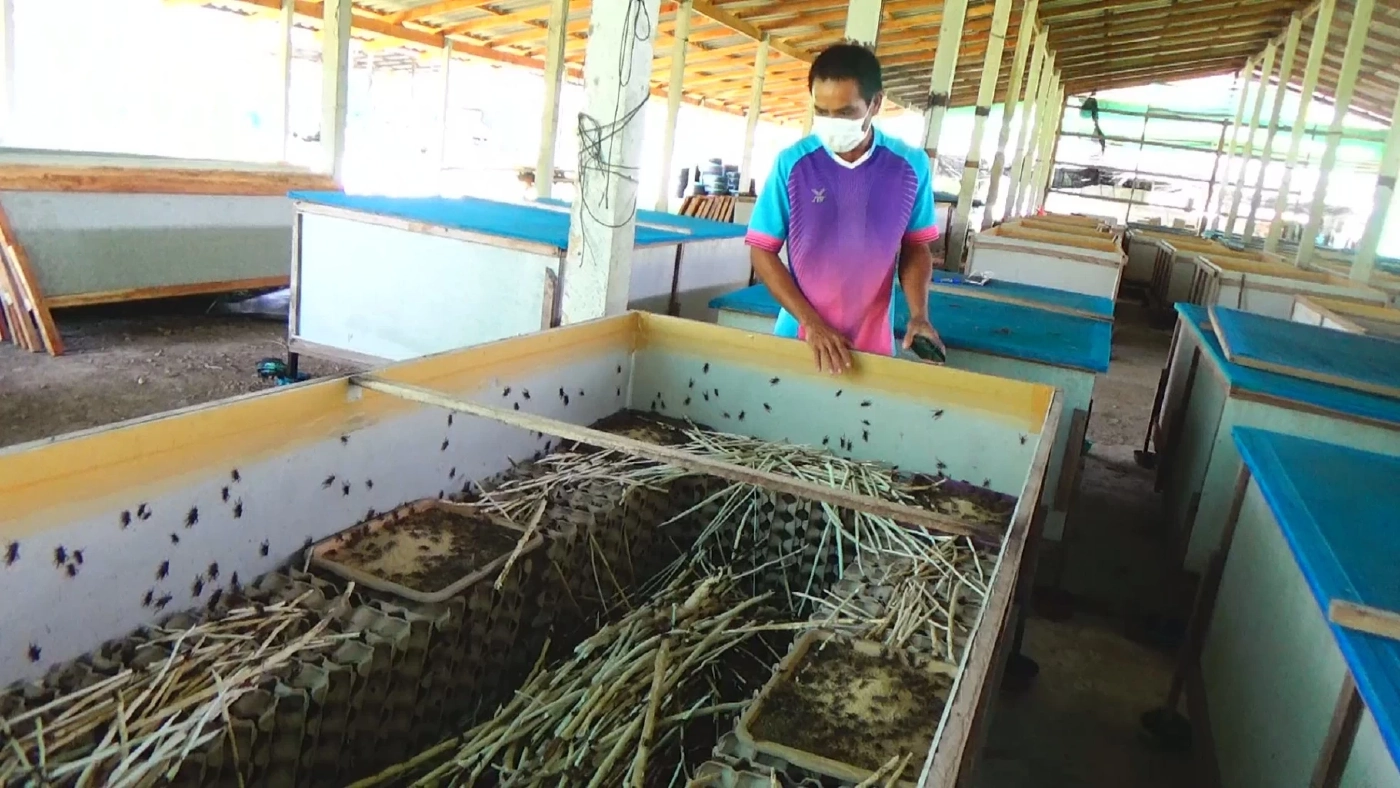 "จิ้งโกร่ง" แมลงเศรษฐกิจพลิกชีวิตชาวสวนยาง