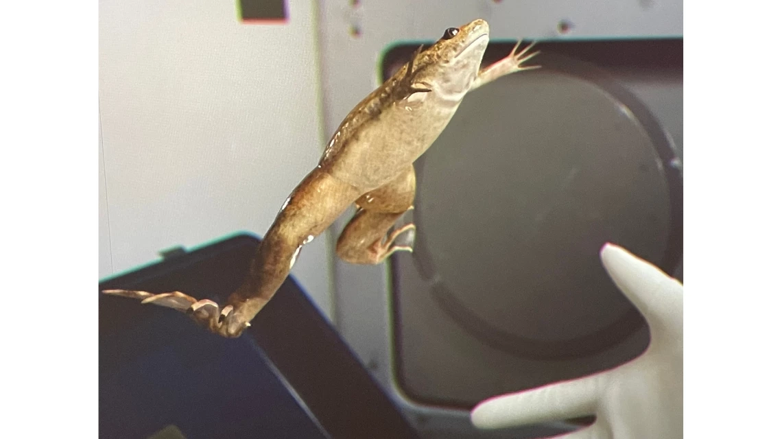 John Gerrard X.laevis_Spacelab_2017