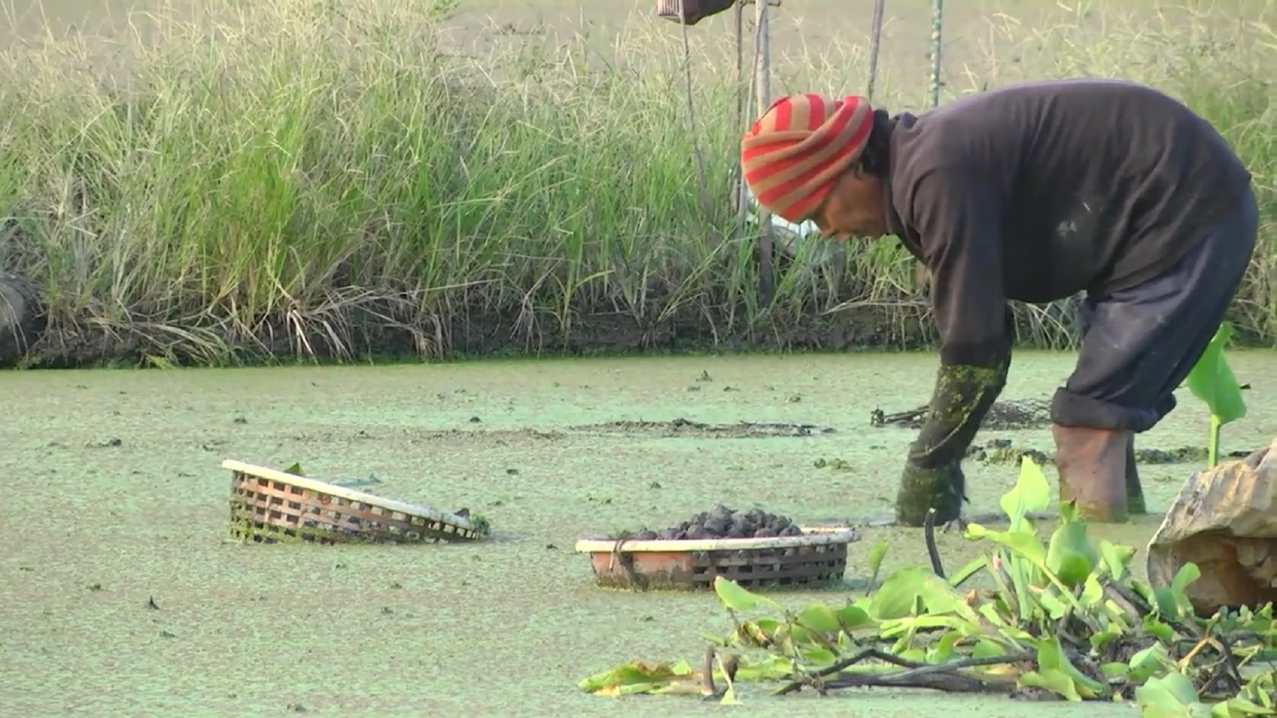 'นาแห้ว' ศรีประจันต์ แห่งเดียวของไทยทำเงิน 3 หมื่น/เดือน