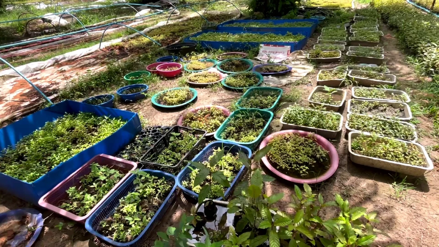 เสียบยอดพืชกระท่อม 3 สายพันธุ์ขายต้นละ 1 หมื่น