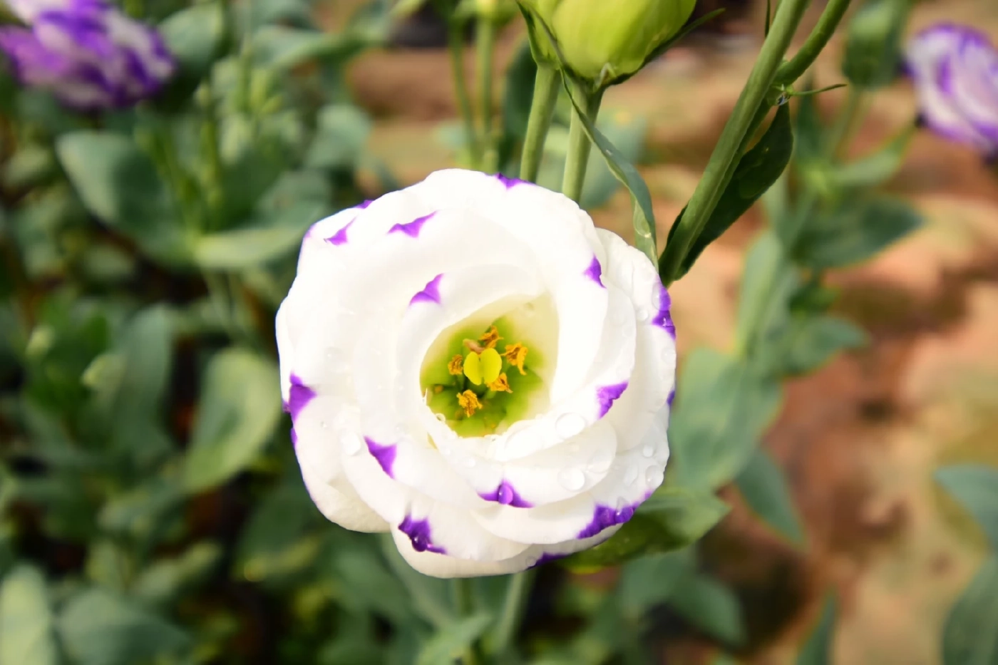 วช. ส่งเสริมการปลูกไม้ดอกไม้ประดับ เพื่อประโยชน์เชิงพาณิชย์