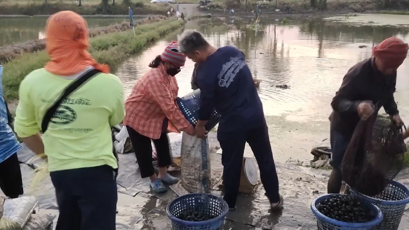 'นาแห้ว' ศรีประจันต์ แห่งเดียวของไทยทำเงิน 3 หมื่น/เดือน