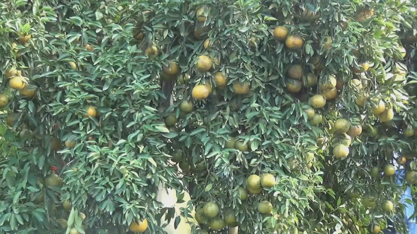 "ส้มโชกุนคู่เบตง" ความอร่อยอยู่ยั่งยืนยงฐานความมั่นคงให้เบตงยังโอเคเสมอ