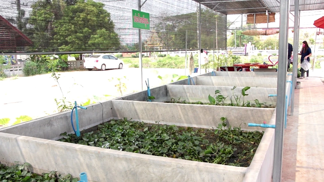 ทึ่งเลี้ยง“หอยเชอรี่สีทอง”ขายสร้างรายได้เดือนละแสน