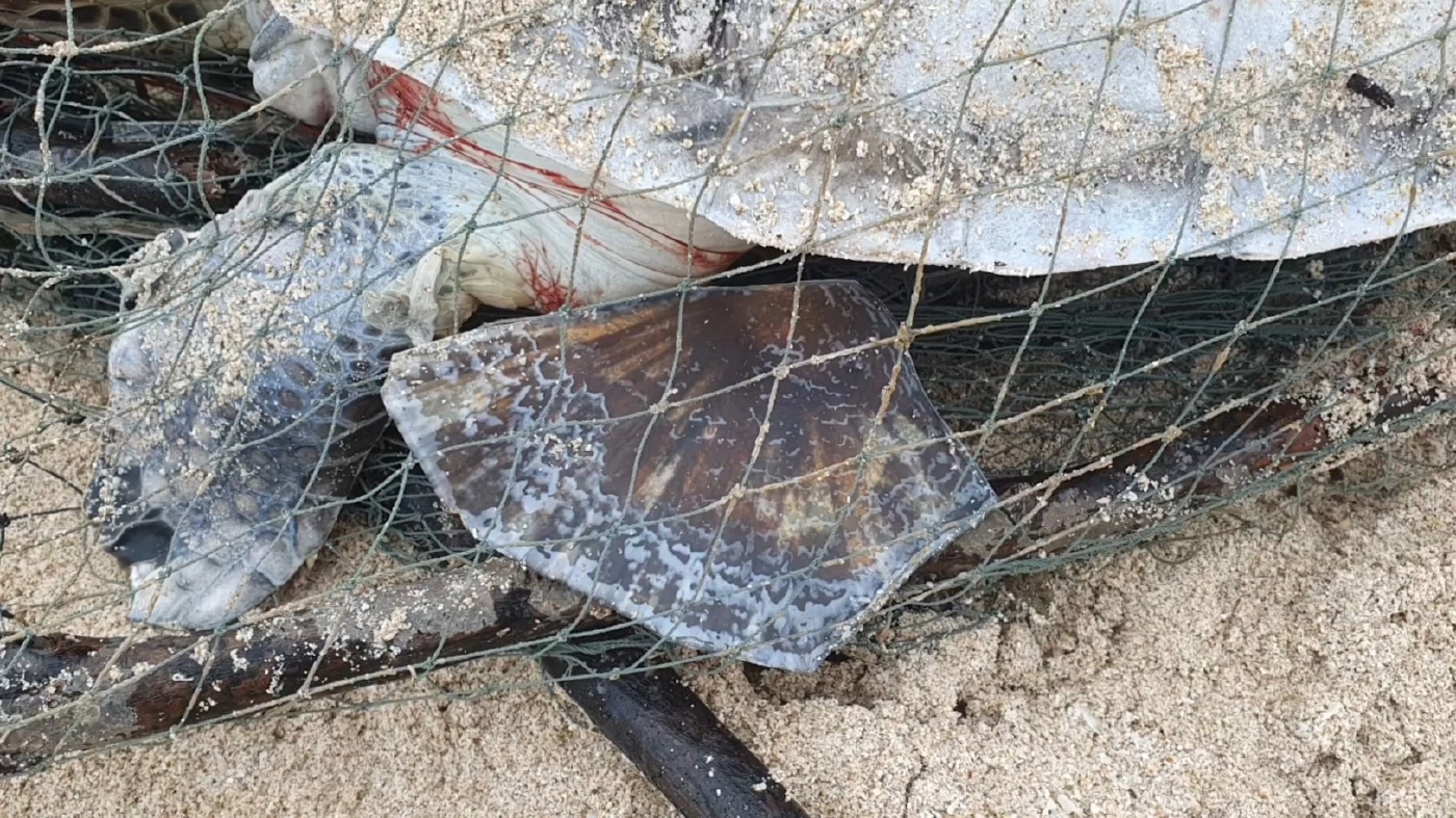 สลดพบซากเต่าตนุติดกับลอบหมึกชาวประมง ถูกคลื่นซัดเกยหาด