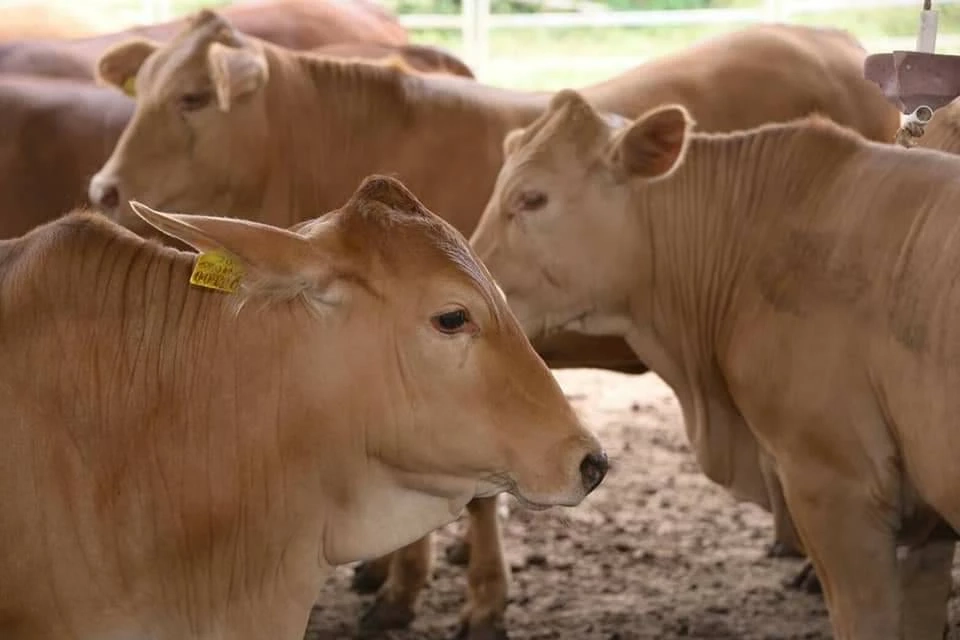 ด่วนโอนแล้ววันนี้ เงินเยียวยา"โรคลัมปี สกิน " เช็คเลยมาตรการช่วยเกษตรกร