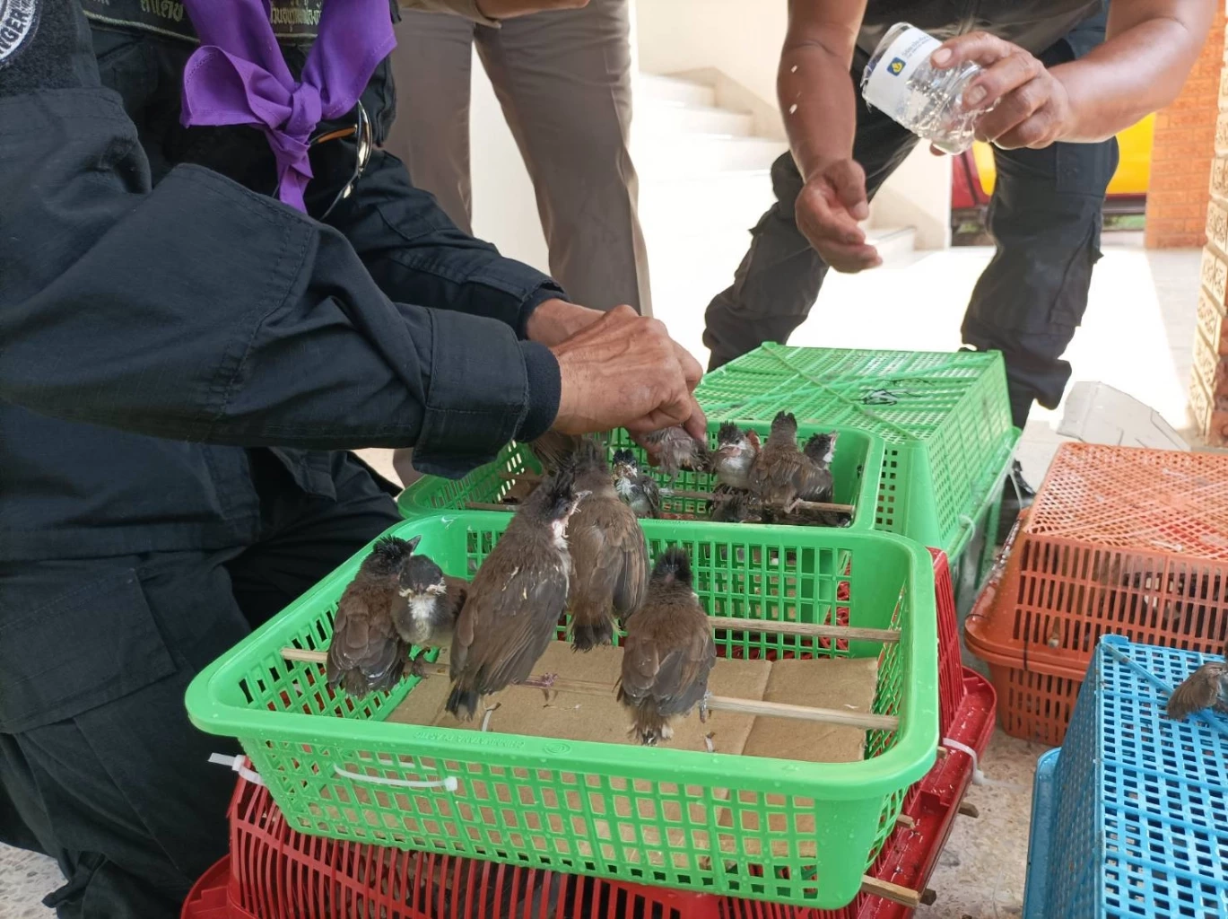 จับนกปรอดหัวจุก 300 ตัว ยัดในลังพบหลายตัวร้อนตาย