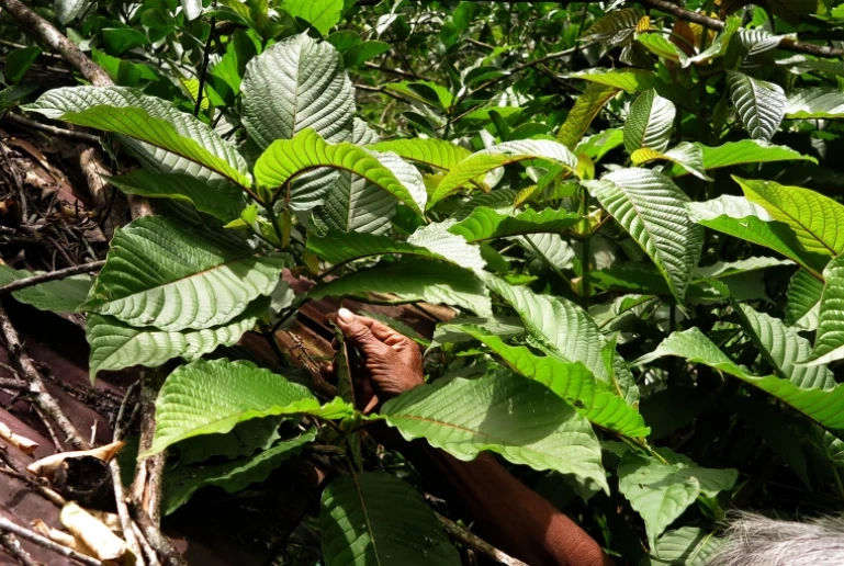 พืชกระท่อม