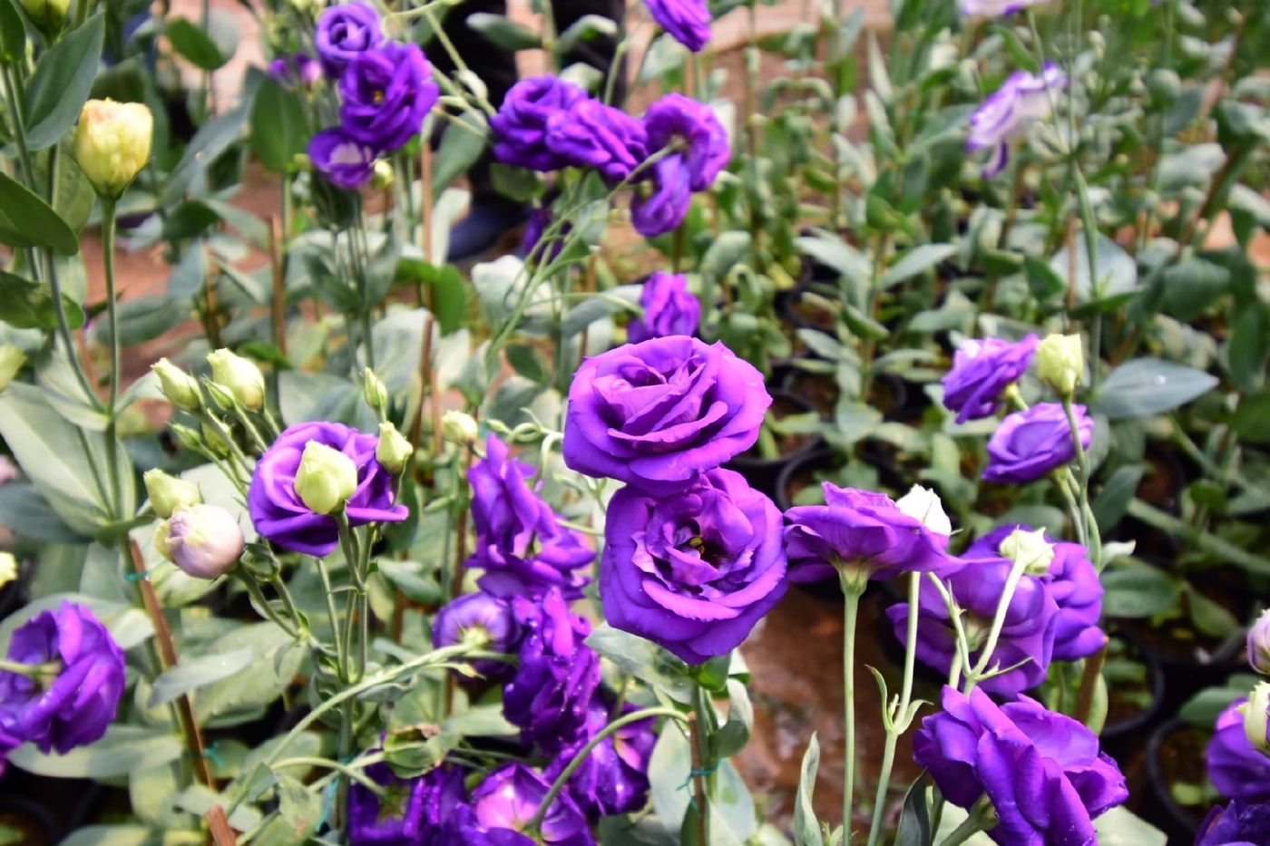 วช. ส่งเสริมการปลูกไม้ดอกไม้ประดับ เพื่อประโยชน์เชิงพาณิชย์