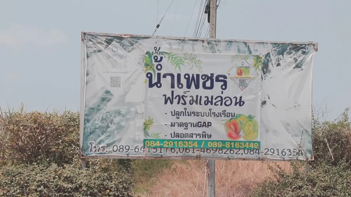 เมล่อน 'กางมุ้ง' สู้ภัยแล้งโกยเงินตลอดทั้งปี!