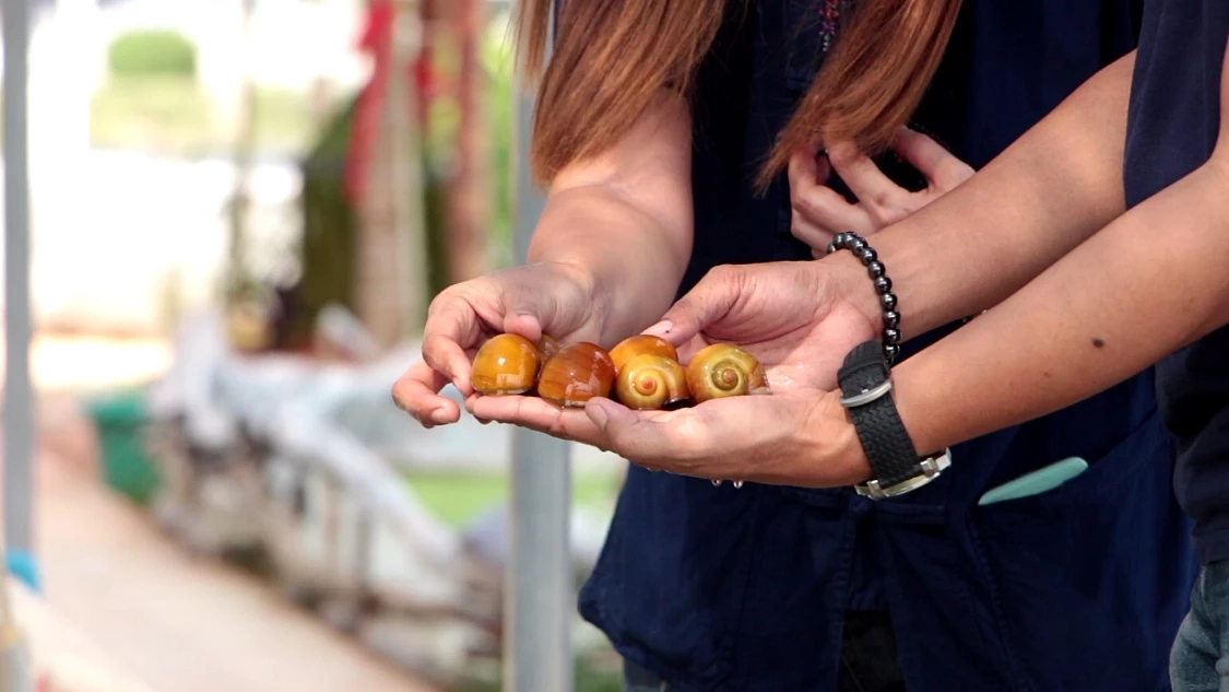 ทึ่งเลี้ยง“หอยเชอรี่สีทอง”ขายสร้างรายได้เดือนละแสน