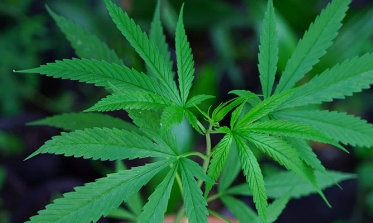 นักวิจัยสหรัฐฯ เผย "กัญชา" อาจยับยั้งการติดเชื้อ "โควิด"