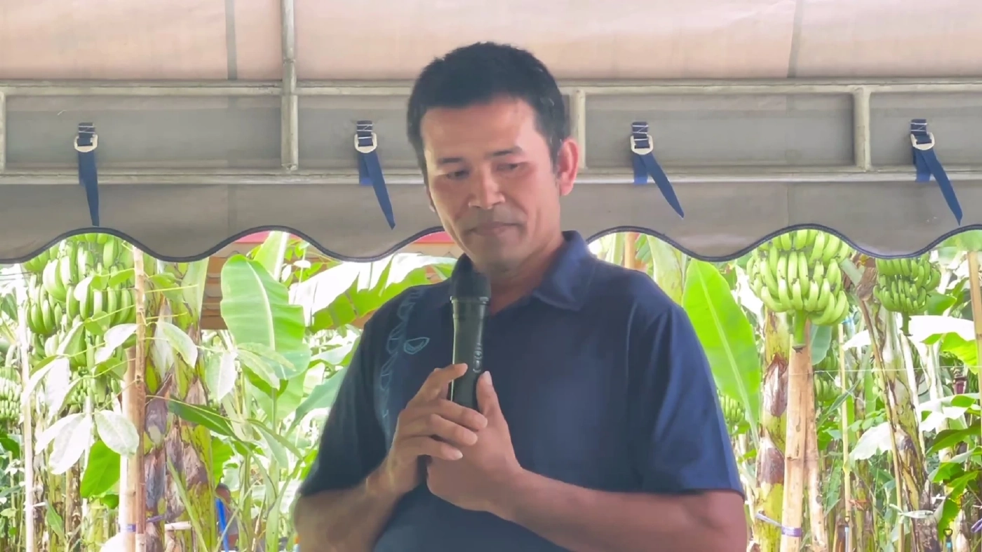 กยท.หนุนเกษตรกรปลูกกล้วยหอมทอง